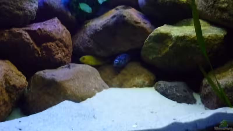 Besatz im Aquarium Becken 14549 von Yellow Man (30)