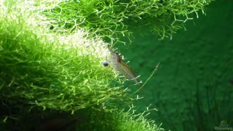 Besatz im Aquarium Becken 14582 von Patric (10)