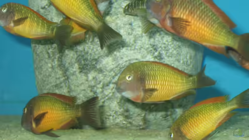 Besatz im Aquarium Becken 14613 von Kasanga (5)