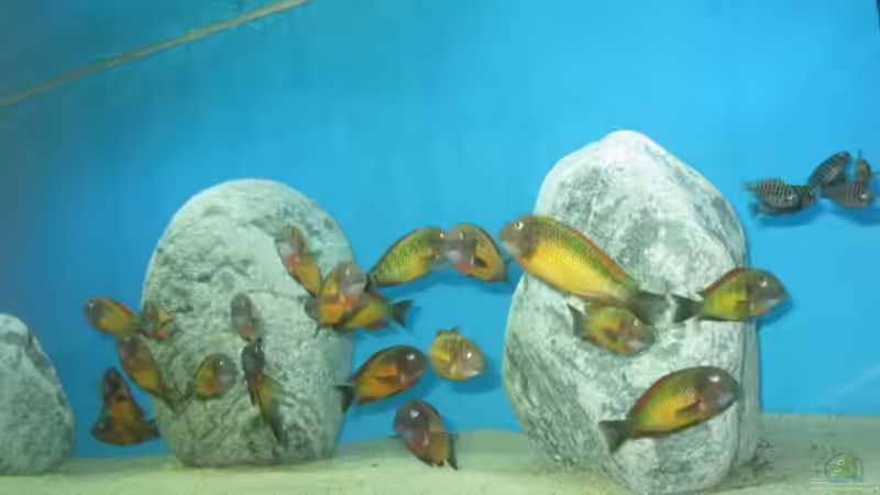 Besatz im Aquarium Becken 14613 von Kasanga (7)