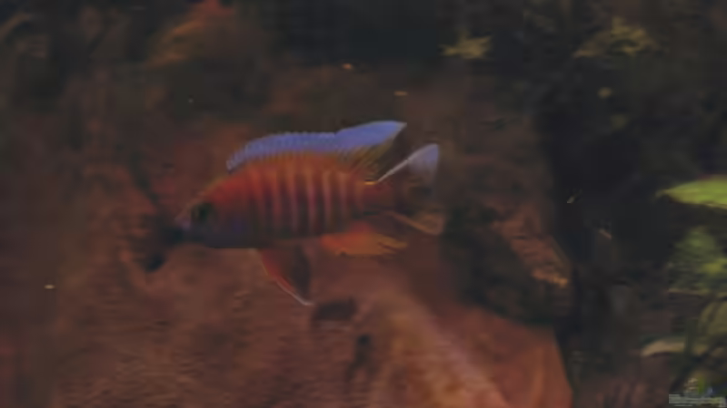 Besatz im Aquarium Becken 1465 von Timo Köhler (11)