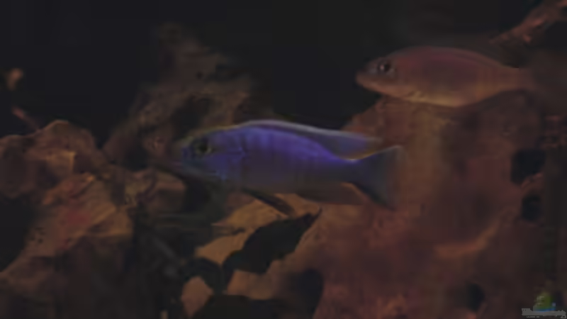 Besatz im Aquarium Becken 1465 von Timo Köhler (12)