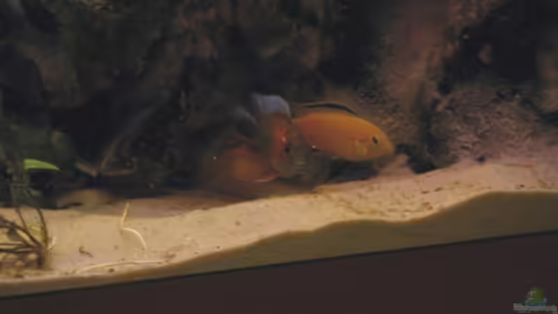 Besatz im Aquarium Becken 1465 von Timo Köhler (13)