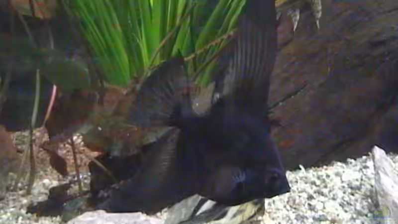 Besatz im Aquarium Becken 14677 von Stanley Weinhold (10)