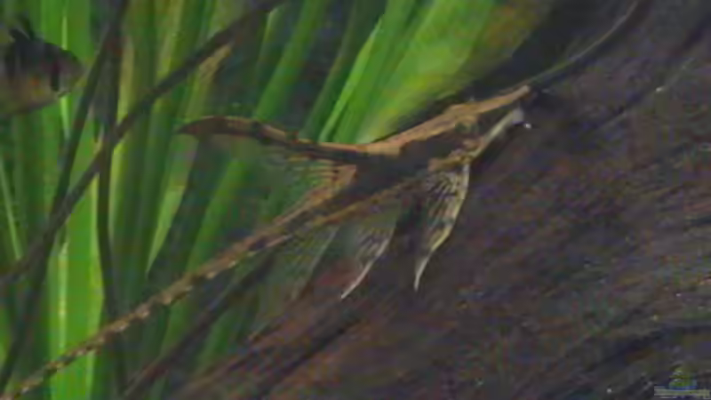 Besatz im Aquarium Becken 14677 von Stanley Weinhold (15)