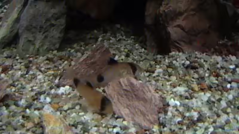 Besatz im Aquarium Becken 14677 von Stanley Weinhold (17)