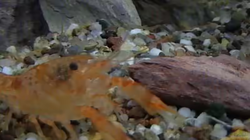 Besatz im Aquarium Becken 14677 von Stanley Weinhold (18)