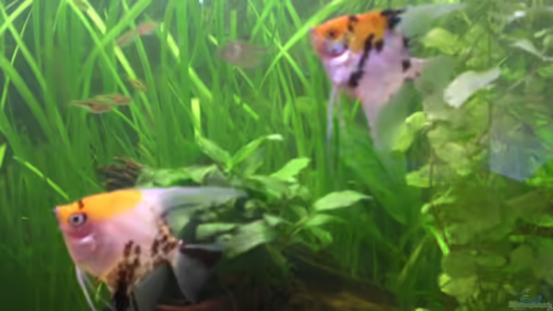 Besatz im Aquarium Becken 14680 von sambista (20)