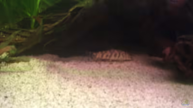 Besatz im Aquarium Becken 14680 von sambista (21)