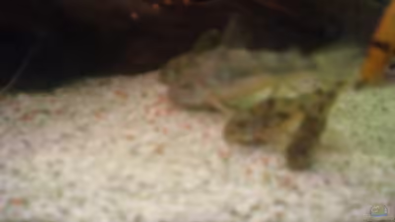 Besatz im Aquarium Becken 14680 von sambista (22)