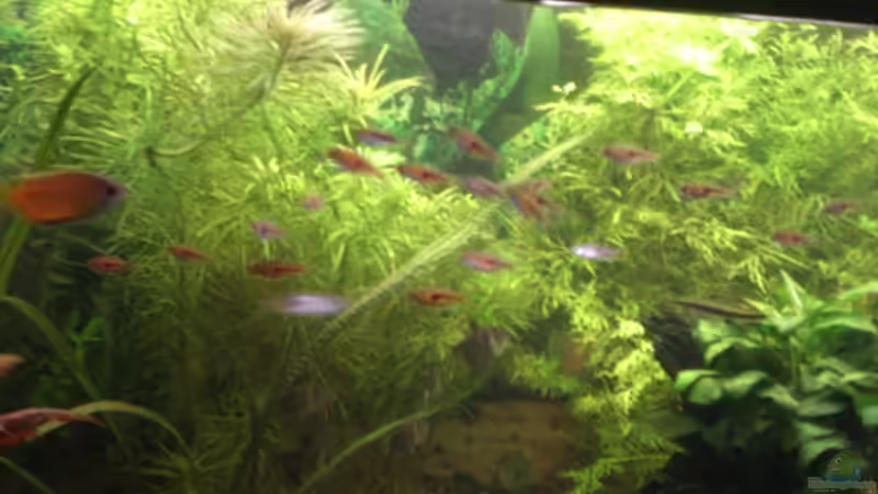 Besatz im Aquarium Becken 14680 von sambista (23)
