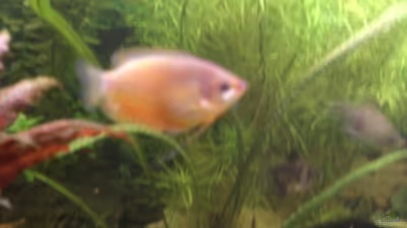 Besatz im Aquarium Becken 14680 von sambista (24)