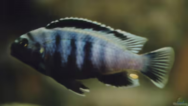 Besatz im Aquarium Becken 147 von N-T (10)