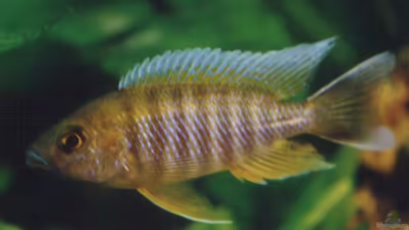 Besatz im Aquarium Becken 147 von N-T (6)