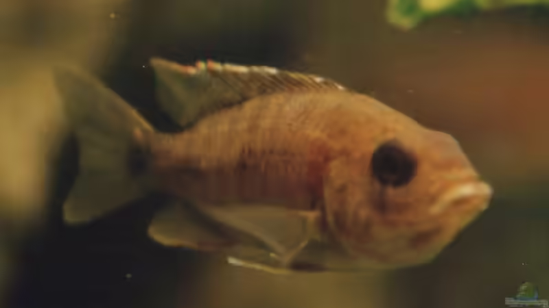 Besatz im Aquarium Becken 147 von N-T (7)