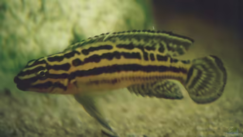 Besatz im Aquarium Becken 147 von N-T (8)