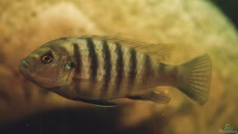 Besatz im Aquarium Becken 147 von N-T (9)