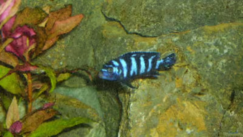 Besatz im Aquarium Becken 1471 von Carsten Bobe (10)