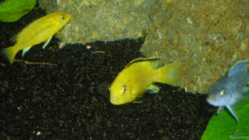 Besatz im Aquarium Becken 1471 von Carsten Bobe (11)