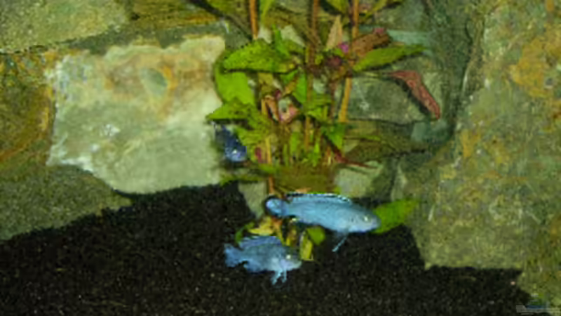 Besatz im Aquarium Becken 1471 von Carsten Bobe (8)