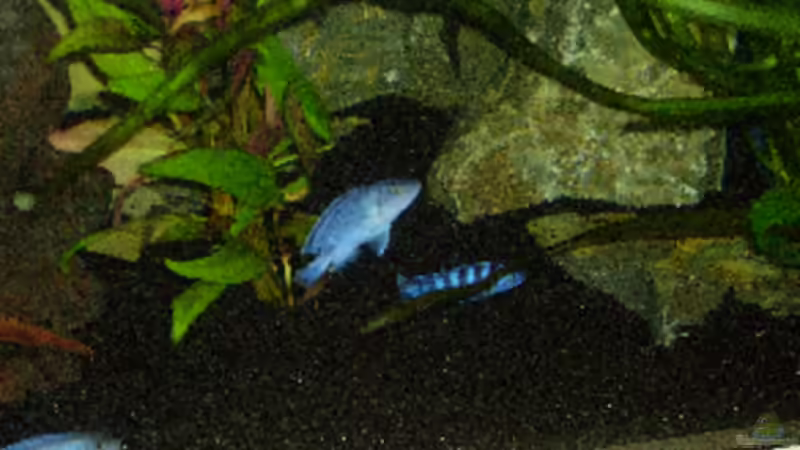 Besatz im Aquarium Becken 1471 von Carsten Bobe (9)