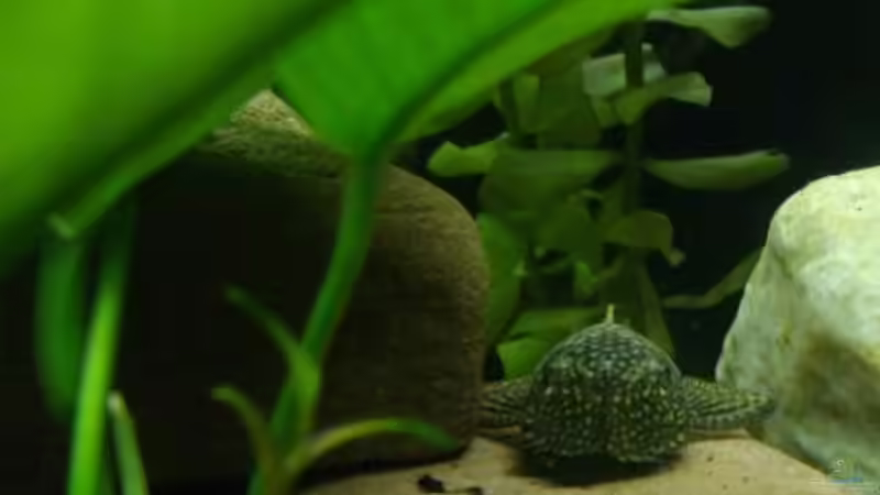 Besatz im Aquarium Becken 14713 von Steve Gerecke (15)