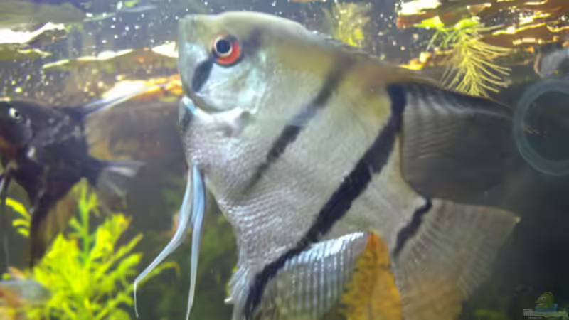 Besatz im Aquarium Becken 14713 von Steve Gerecke (16)