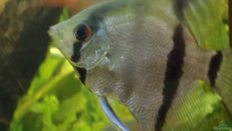 Besatz im Aquarium Becken 14713 von Steve Gerecke (19)