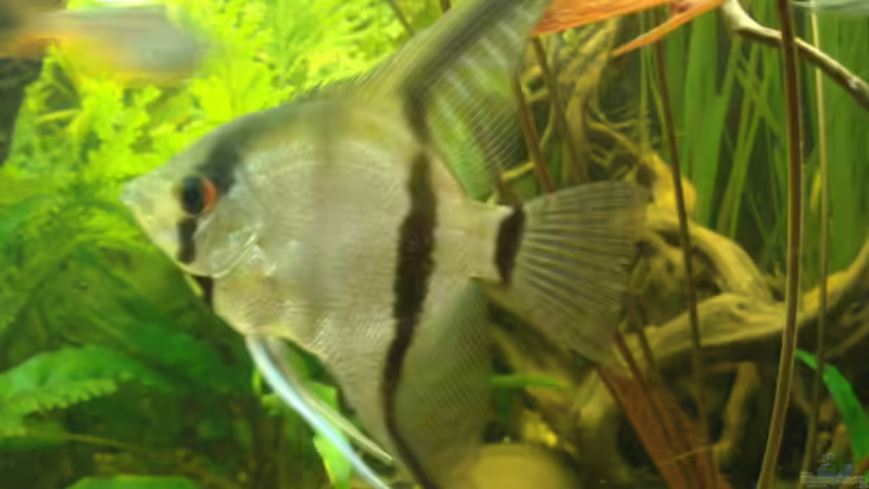 Besatz im Aquarium Becken 14713 von Steve Gerecke (20)