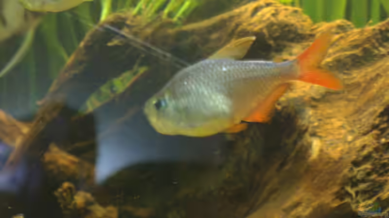 Besatz im Aquarium Becken 14713 von Steve Gerecke (23)