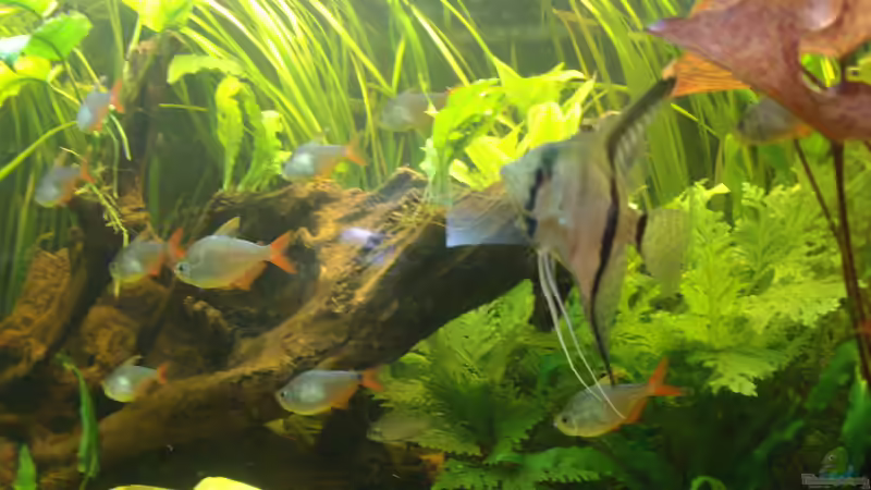 Besatz im Aquarium Becken 14713 von Steve Gerecke (24)