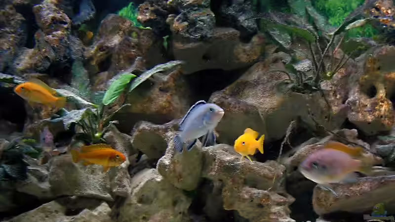 Besatz im Aquarium Becken 1472 von Thomas Bauer (6)