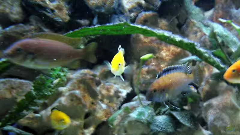 Besatz im Aquarium Becken 1472 von Thomas Bauer (8)