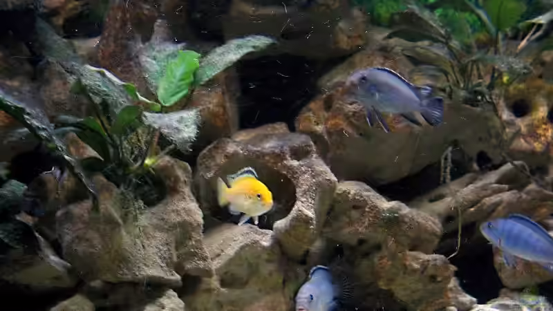 Besatz im Aquarium Becken 1472 von Thomas Bauer (9)