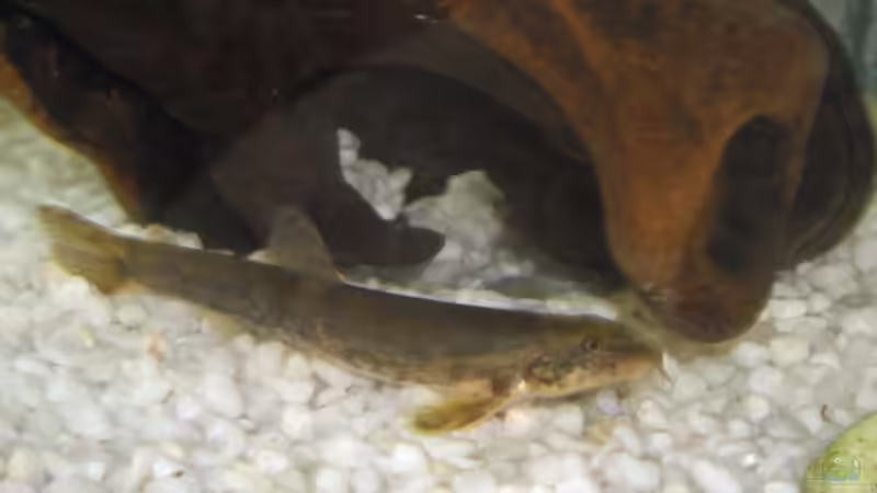 Besatz im Aquarium Becken 14739 von Uwe Rast (4)