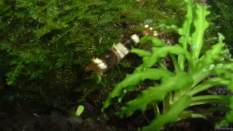 Besatz im Aquarium Becken 1474 von Timo Wünsche (36)