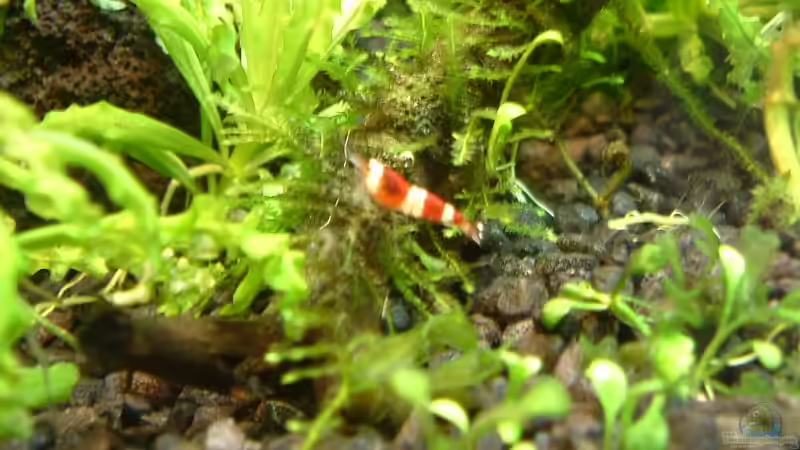 Besatz im Aquarium Becken 1474 von Timo Wünsche (37)