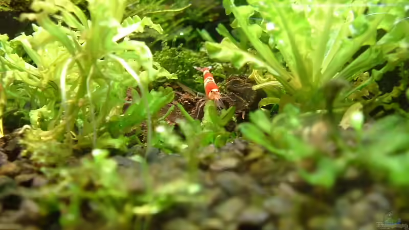 Besatz im Aquarium Becken 1474 von Timo Wünsche (38)