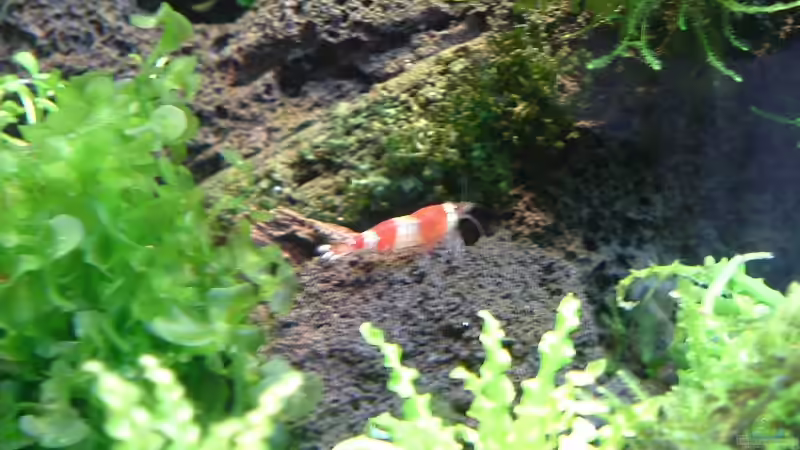 Besatz im Aquarium Becken 1474 von Timo Wünsche (39)