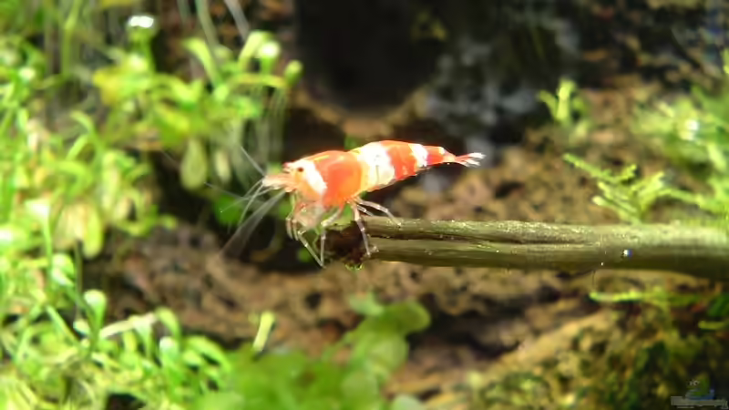 Besatz im Aquarium Becken 1474 von Timo Wünsche (40)