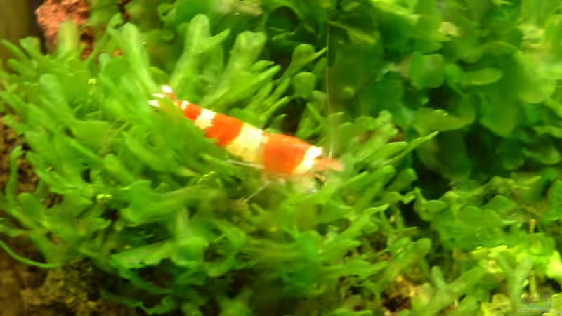 Besatz im Aquarium Becken 1474 von Timo Wünsche (41)