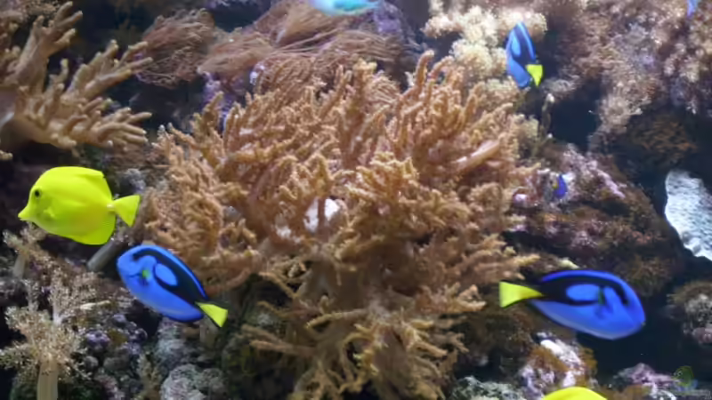 Besatz im Aquarium Becken 14792 von EX-MALAWI (11)