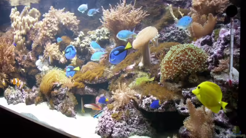 Besatz im Aquarium Becken 14792 von EX-MALAWI (12)