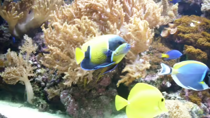 Besatz im Aquarium Becken 14792 von EX-MALAWI (17)