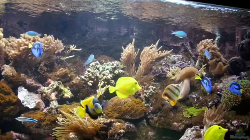 Besatz im Aquarium Becken 14792 von EX-MALAWI (19)