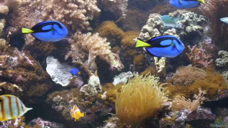 Besatz im Aquarium Becken 14792 von EX-MALAWI (9)