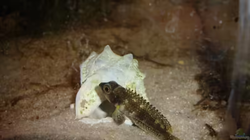 Besatz im Aquarium Becken 1480 von Johannes Netz (5)