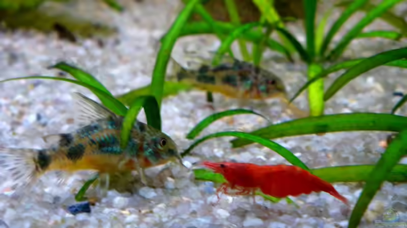 Besatz im Aquarium Becken 14806 von sharky81 (10)