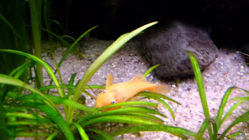 Besatz im Aquarium Becken 14806 von sharky81 (11)