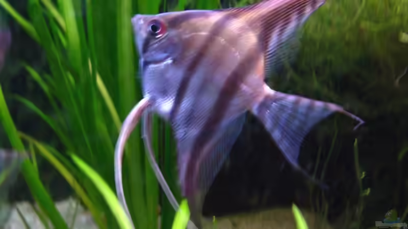 Besatz im Aquarium Becken 14806 von sharky81 (6)